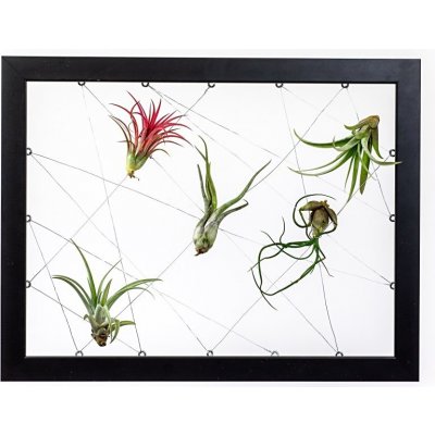 Gardners Obraz z živých rostlin Jogín 5 tillandsií, 30x40cm, černá – Zboží Mobilmania