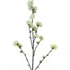 Květina Střemcha - Prunus Limoges malá bilá/krémová V40 cm