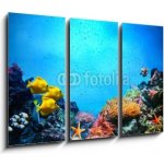 Obraz 3D třídílný - 105 x 70 cm - Underwater scene. Coral reef, fish groups in clear ocean water Podvodní scéna. Korálový útes, rybí skupiny v čisté mořské vodě – Hledejceny.cz