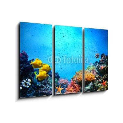 Obraz 3D třídílný - 105 x 70 cm - Underwater scene. Coral reef, fish groups in clear ocean water Podvodní scéna. Korálový útes, rybí skupiny v čisté mořské vodě – Hledejceny.cz