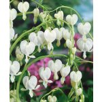 Srdcovka nádherná 'Spectabilis Alba' 1 ks – Sleviste.cz