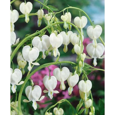 Srdcovka nádherná 'Spectabilis Alba' 1 ks – Sleviste.cz