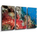 Obraz 3D třídílný - 90 x 50 cm - Marine life in the Red Sea. Mořský život v Rudém moři. – Hledejceny.cz