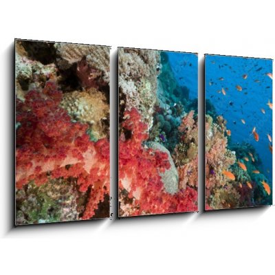 Obraz 3D třídílný - 90 x 50 cm - Marine life in the Red Sea. Mořský život v Rudém moři. – Zboží Mobilmania