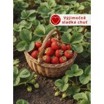 Jahodník 'Korona' 12 ks poloraný Sazenice: Frigo sadba "A" standard 12 ks – HobbyKompas.cz