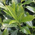 Bobkovišeň lékařská Novita květináč 45 litrů – Zbozi.Blesk.cz