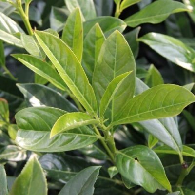 Bobkovišeň lékařská Novita květináč 45 litrů – Zbozi.Blesk.cz