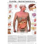 Schéma - lidská trávící soustava - CZ - 67x96 cm – Hledejceny.cz