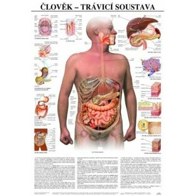 Schéma - lidská trávící soustava - CZ - 67x96 cm – Hledejceny.cz