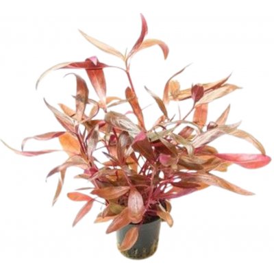 Alternanthera reineckii Rot 5 cm – Zboží Mobilmania