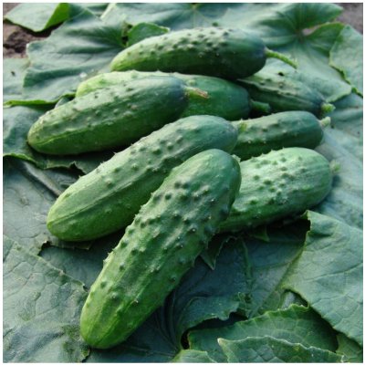 Okurka nakládačka Regina F1 - Cucumis sativus - semena okurky - 20 ks – Zboží Mobilmania