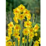Narcis 'Golden Dawn' 5 ks – Hledejceny.cz