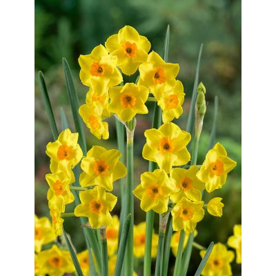 Narcis 'Golden Dawn' 5 ks – Hledejceny.cz