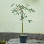 S Salix repens Iona 90cm/3 vrba plazivá NL, živá rostlina – Hledejceny.cz