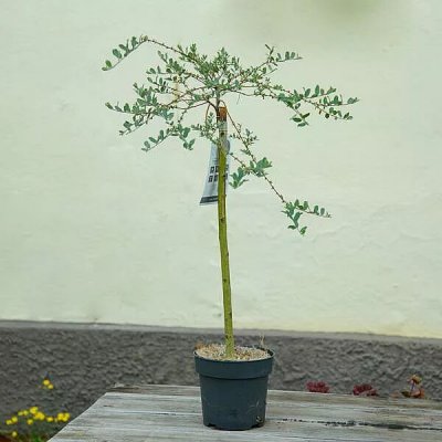 S Salix repens Iona 90cm/3 vrba plazivá NL, živá rostlina – Hledejceny.cz