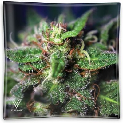V-Syndicate Skleněný popelník Blue Dream – Hledejceny.cz