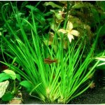 Acorus decoratus - Puškvorec trávolistý – Zboží Dáma