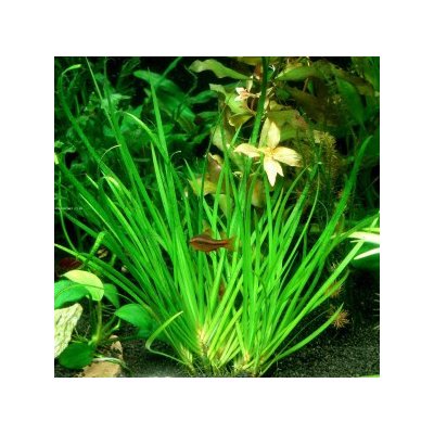 Acorus decoratus - Puškvorec trávolistý – Zboží Dáma