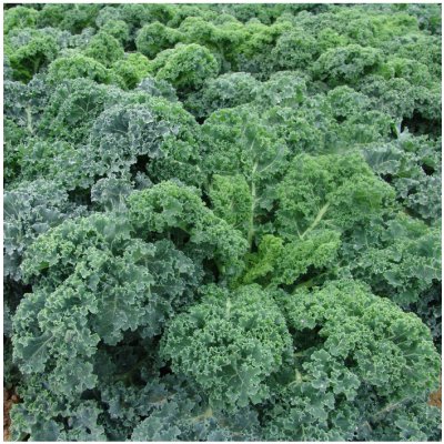 Kadeřávek Kapral - Brassica oleracea L. convar. - semena kadeřávku - 300 ks – Zboží Mobilmania