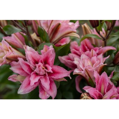 Lilie 'Roselily Thalissa ®' 1 ks – Hledejceny.cz