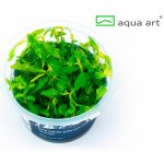 Hygrophila polysperma Sunset – Hledejceny.cz