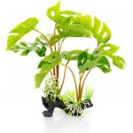 GiganTerra Rostlina Monstera 30 cm – Zboží Dáma
