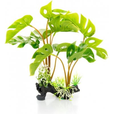 GiganTerra Rostlina Monstera 30 cm – Zboží Dáma