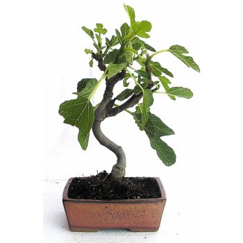 bonsai -fíkovník(Ficus carica) 69-M