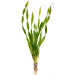 Vallisneria asiatica - Zákruticha asijská – Zboží Dáma