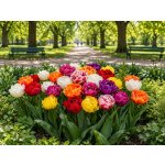 Mix plnokvětých tulipánů 30 ks Velikost hlíz: 10/11 – Hledejceny.cz