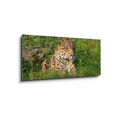 Skleněný obraz 1D panorama - 120 x 50 cm - Leopard leopard savec beast of prey