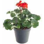 Muškát vzpřímený, Pelargonium zonale, červený, průměr květináče 10 - 12 cm – Hledejceny.cz