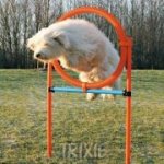 Trixie Agility proskakovací kruh / 78 x 115 cm – Zbozi.Blesk.cz