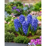 Hyacint 'Aqua' 3 ks – Hledejceny.cz