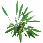 Cryptocoryne lucens – Zboží Dáma