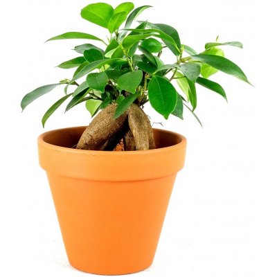 Gardners Ficus microcarpa Ginseng, průměr 6 cm Fíkovník drobnolistý – Zboží Mobilmania