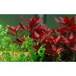 Ludwigia repens Rubin – Hledejceny.cz