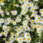 Heřmánek pravý - Matricaria recutita - semena heřmánku - 600 ks – HobbyKompas.cz
