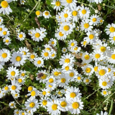 Heřmánek pravý - Matricaria recutita - semena heřmánku - 600 ks – HobbyKompas.cz