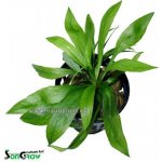 Echinodorus Grisebachii - Šípatkovec malokvětý – Hledejceny.cz