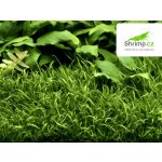 Lilaeopsis novea zelandia - Liliovníček novozélandský – Zboží Dáma