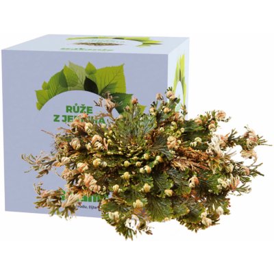 Botanic Růže z Jericha - V krabičce 1 ks – Sleviste.cz