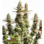 Seedstockers Triton Biscotto Lime semena neobsahují THC 5 ks – Hledejceny.cz