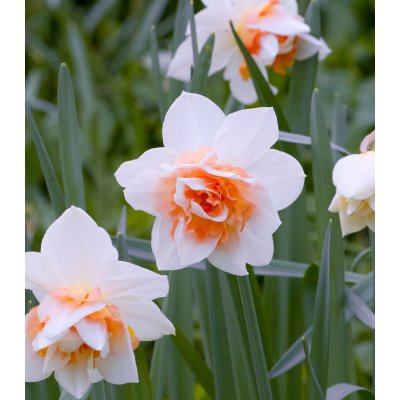 Narcis Replete - Narcissus - cibule narcisů - 3 ks – Zbozi.Blesk.cz