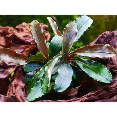 Bucefalandra sp. Theia Red – Sleviste.cz