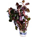 Lobelia cardinalis Mini – Hledejceny.cz