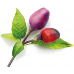 Click and Grow fialové chilli kapsle se semínky a substrátem 3ks – Hledejceny.cz
