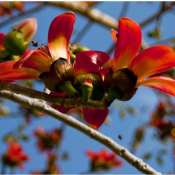 Bombax ceiba - semena bombaxu - 6 ks