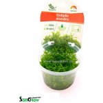 Didiplis diandra - Kalužník dvojmužný – Zboží Dáma