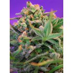 Sweet Seeds Sweet Cheese Fast Version semena neobsahují THC 3 ks – Zbozi.Blesk.cz
